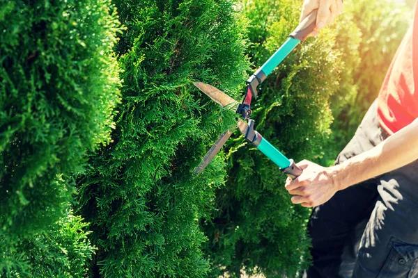Safe and Affordable Tree Removal Services